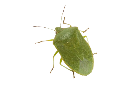 Mezei poloska irtás